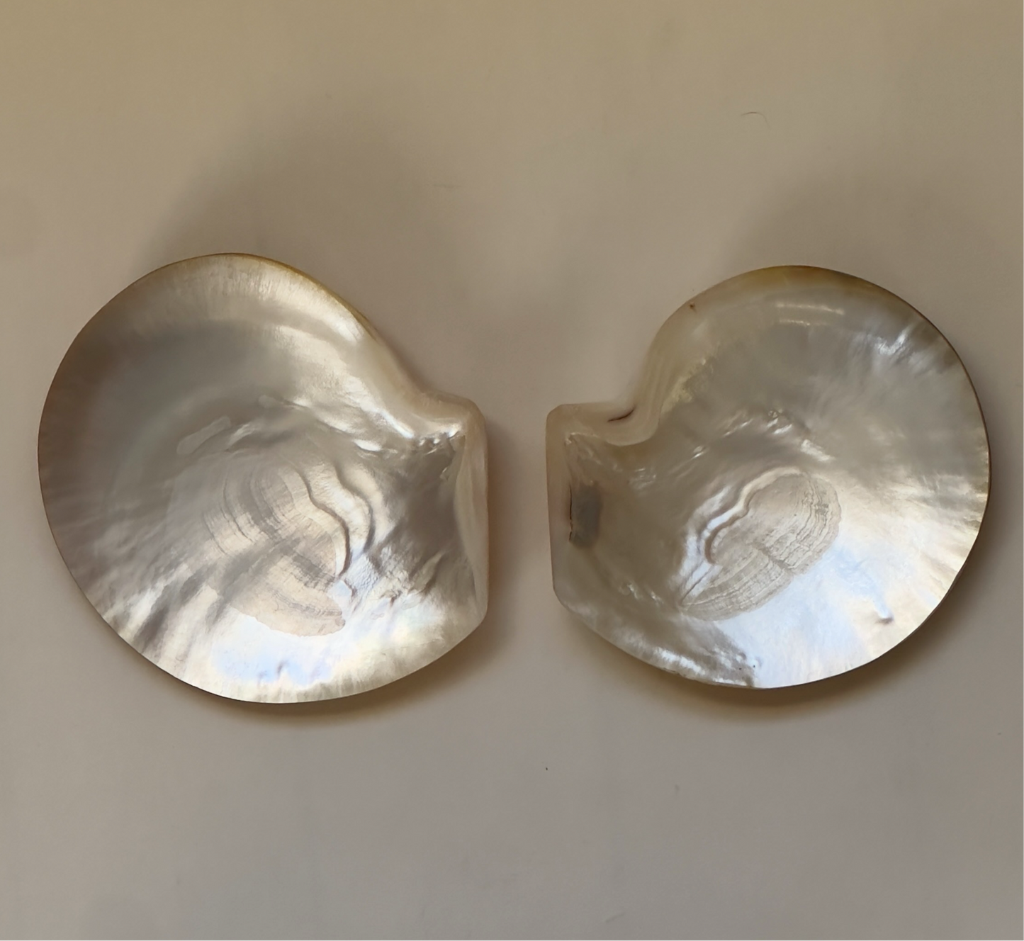 Pair of Seashell Vessels