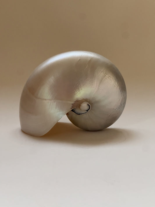 Nautilus Shell